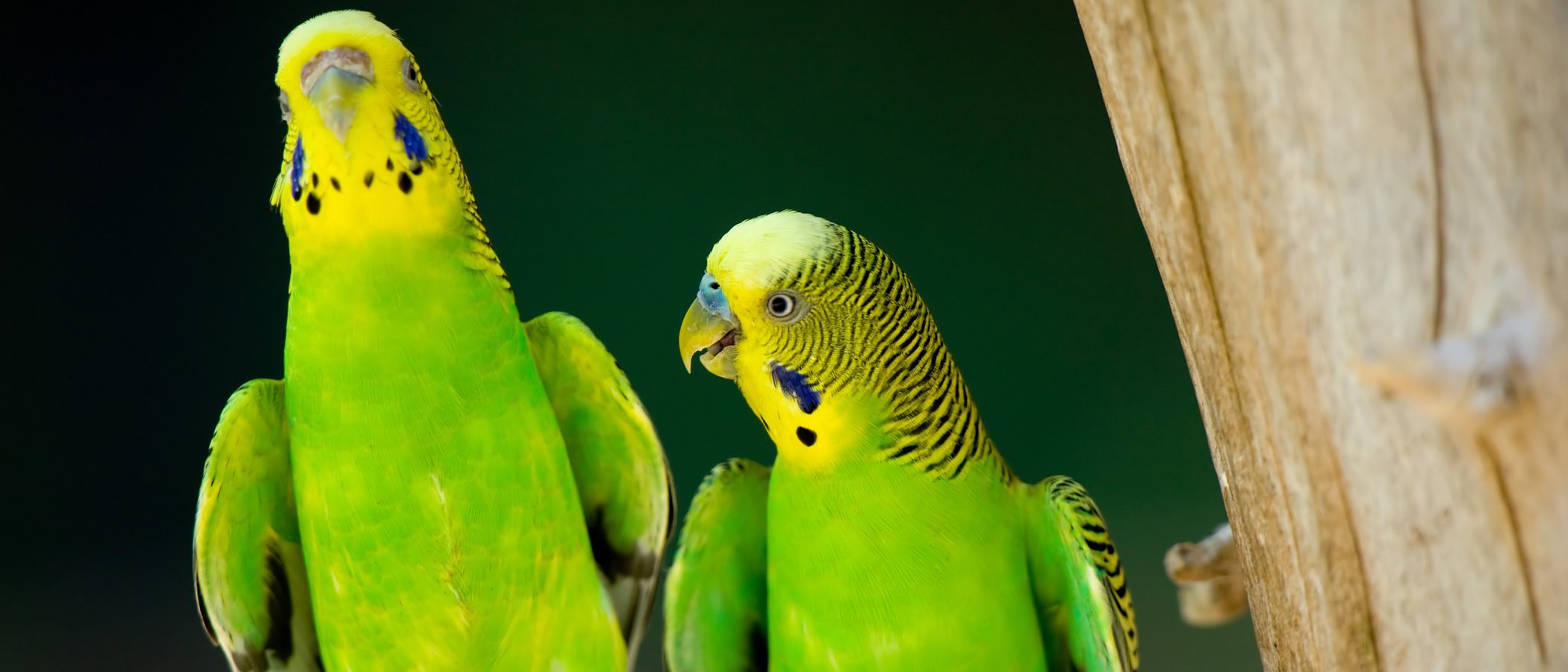 cuanto vive un perico