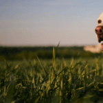 cuanto-vive-un-perro-labrador