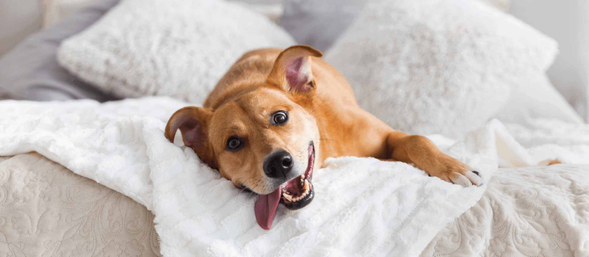 cuanto vive un perro mestizo