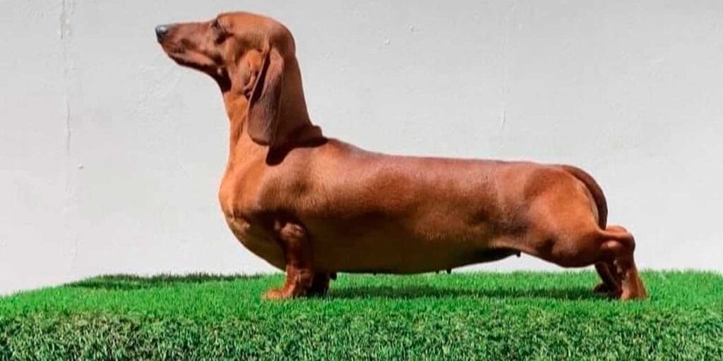 cuanto vive un perro salchicha