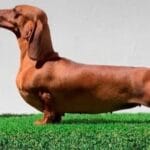 cuanto-vive-un-perro-salchicha