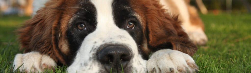 cuanto vive un san bernardo