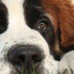 cuanto-vive-un-san-bernardo