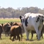 ¿Cuánto vive un toro? cuanto-vive-un-toro