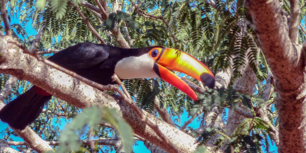 cuanto vive un tucan