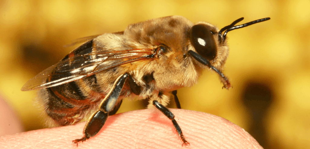 ¿Cuánto vive una abeja zángano? 2 cuanto vive una abeja zangano