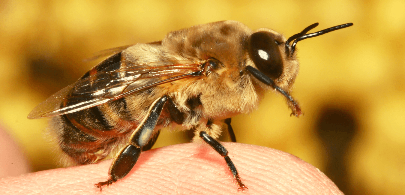 Blog 2 cuanto vive una abeja zangano