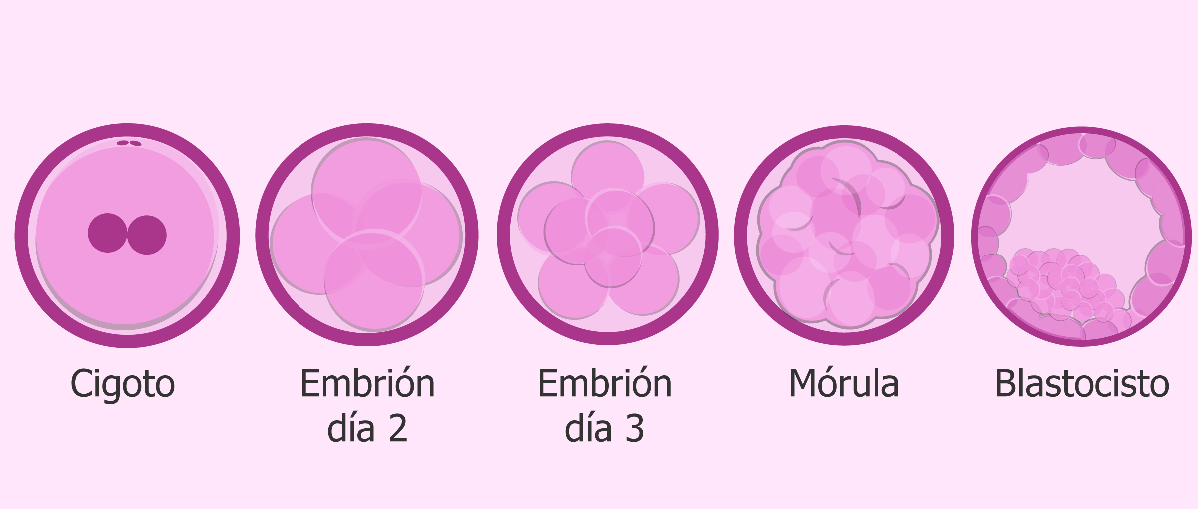 Blog 12 cuanto vive una celula