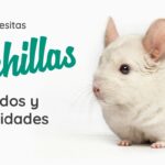 cuanto-vive-una-chinchilla