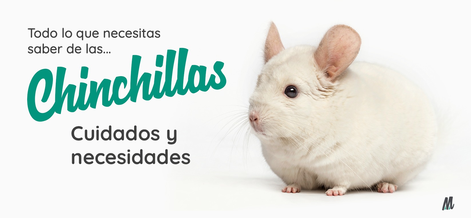 Blog 2 cuanto vive una chinchilla