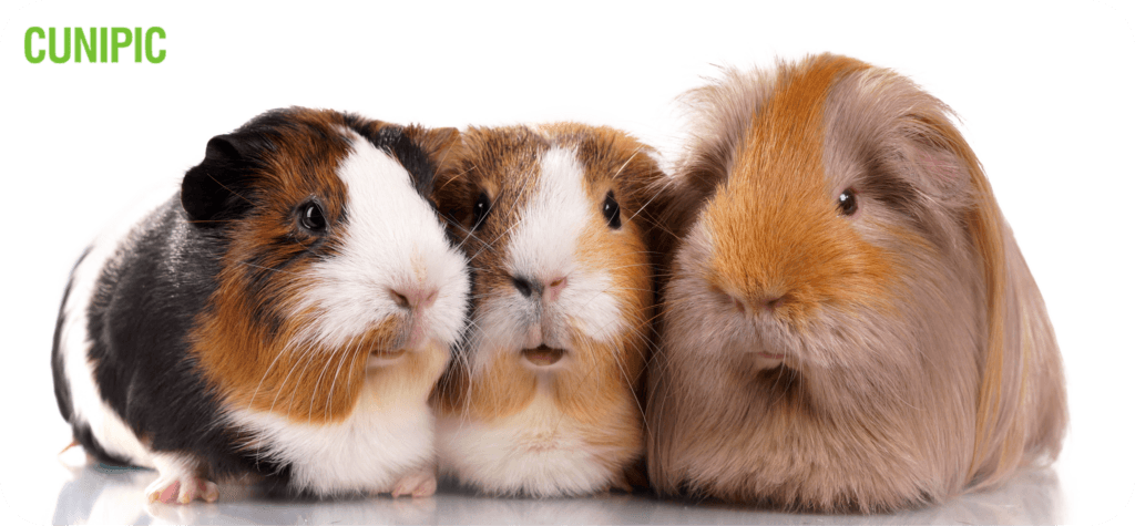 cuanto vive una cobaya