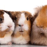 cuanto-vive-una-cobaya