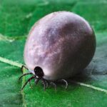 cuanto-vive-una-garrapata