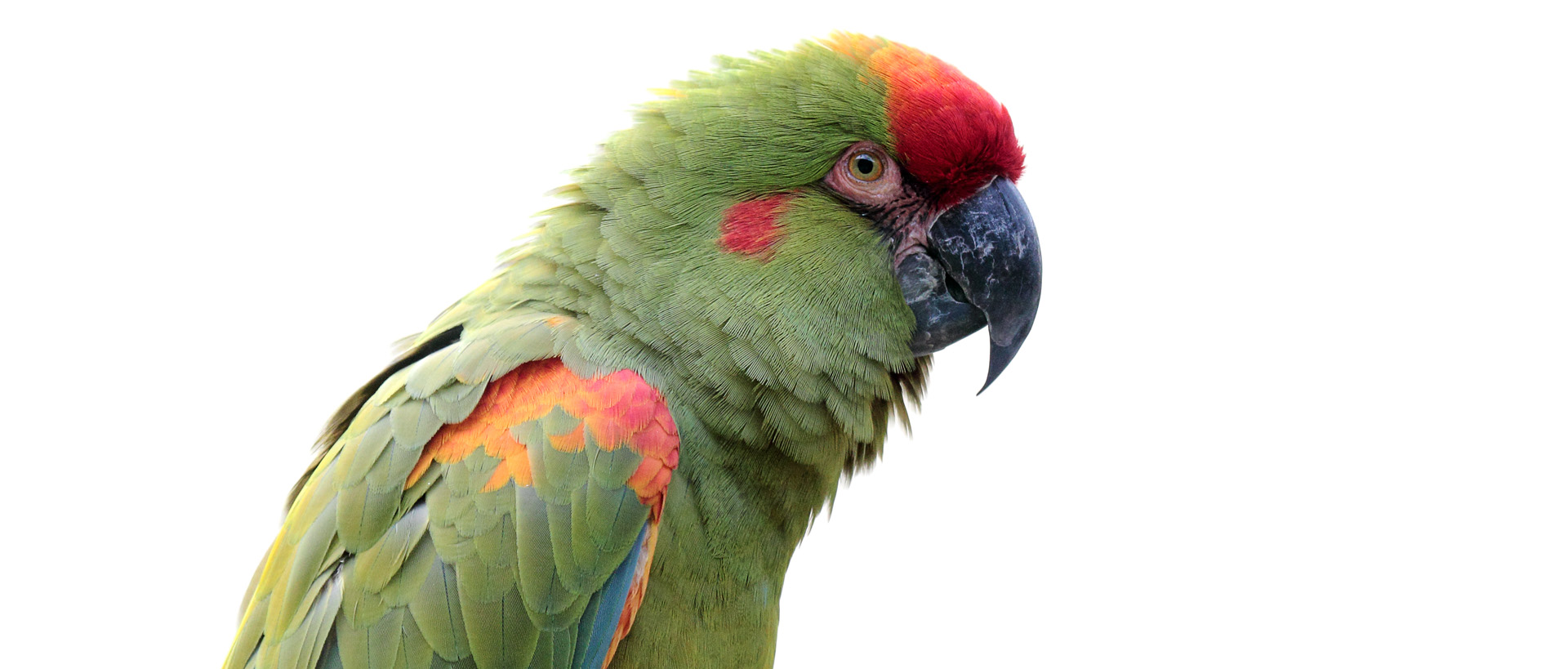 cuanto vive una guacamaya