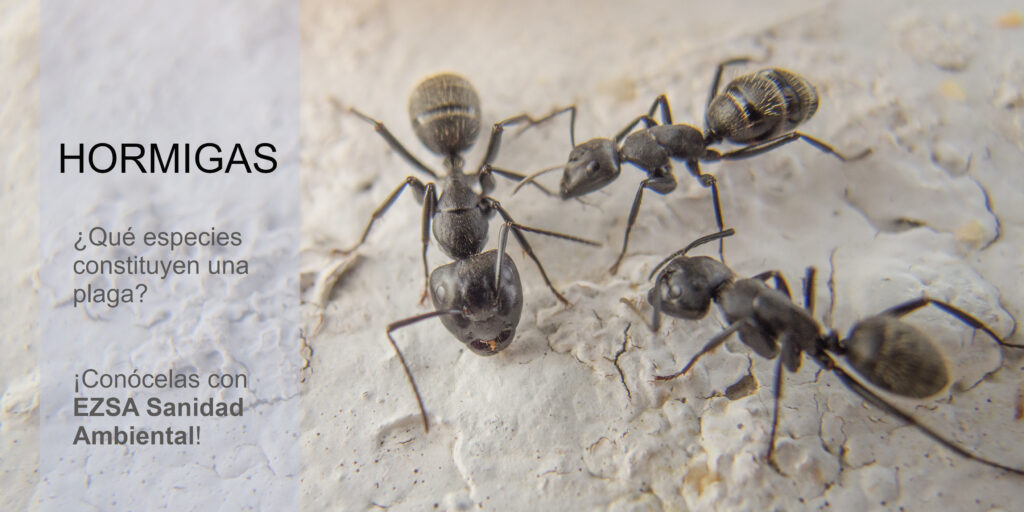 cuanto vive una hormiga reina