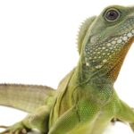 ¿Cuánto vive una iguana? cuanto-vive-una-iguana