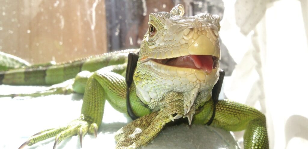 cuanto vive una iguana verde