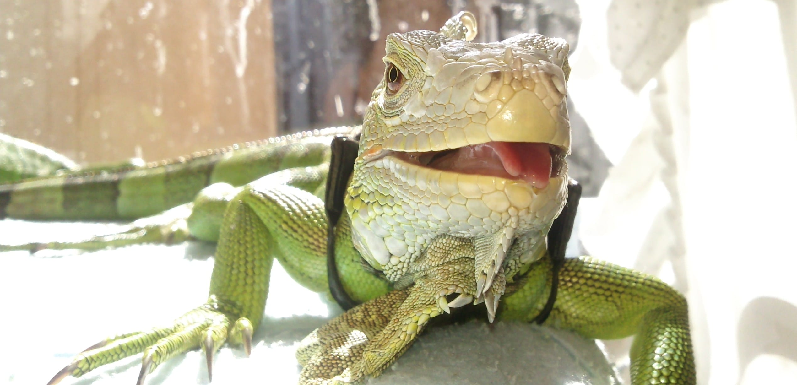 cuanto vive una iguana verde