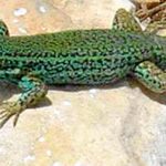 cuanto-vive-una-lagartija