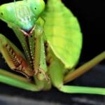 cuanto-vive-una-mantis-religiosa