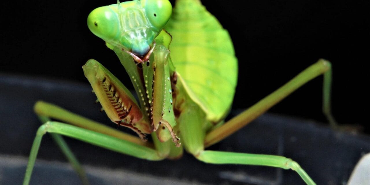 Blog 8 cuanto vive una mantis religiosa