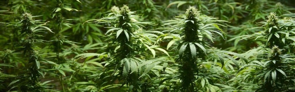 cuanto vive una planta