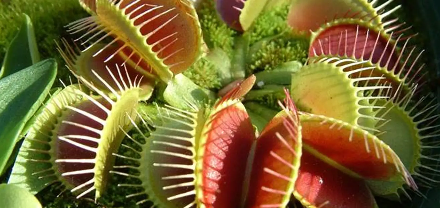 Blog 6 cuanto vive una planta carnivora