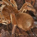 cuanto-vive-una-tarantula