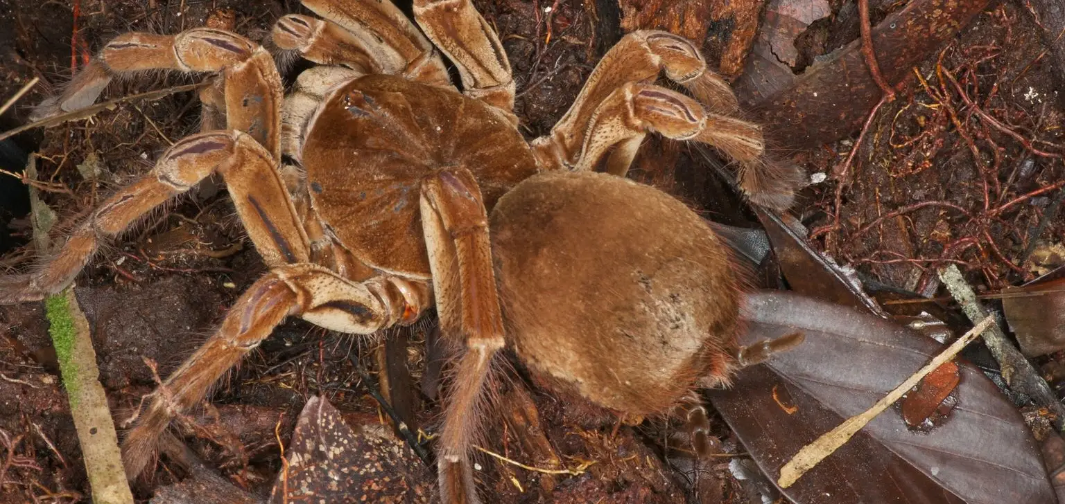 cuanto vive una tarantula