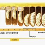 cuanto-viven-las-abejas-obreras