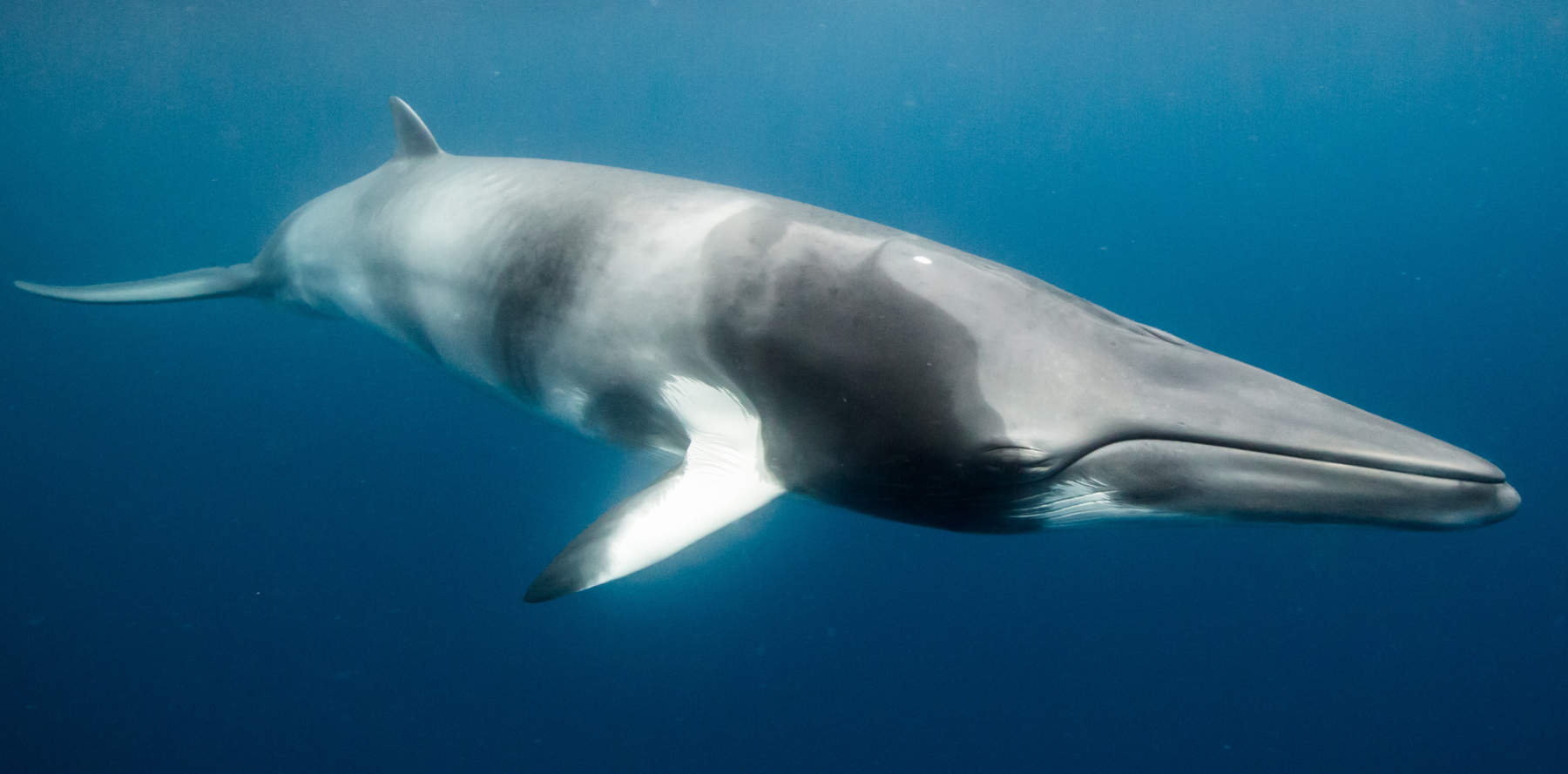 cuanto viven las ballenas azules