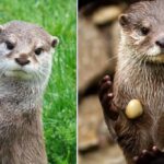 cuanto-viven-las-nutrias