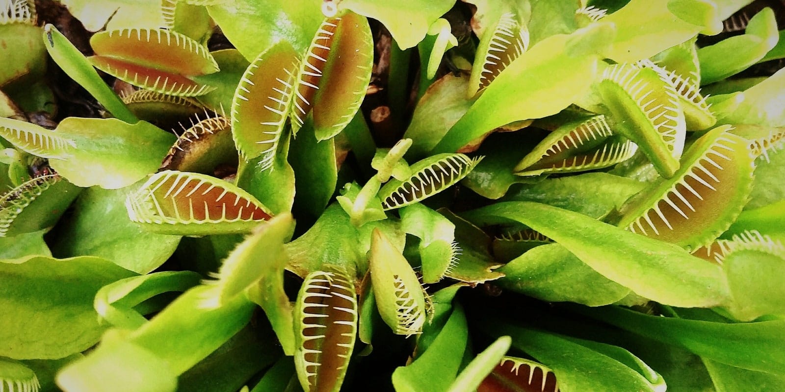 cuanto viven las plantas carnivoras