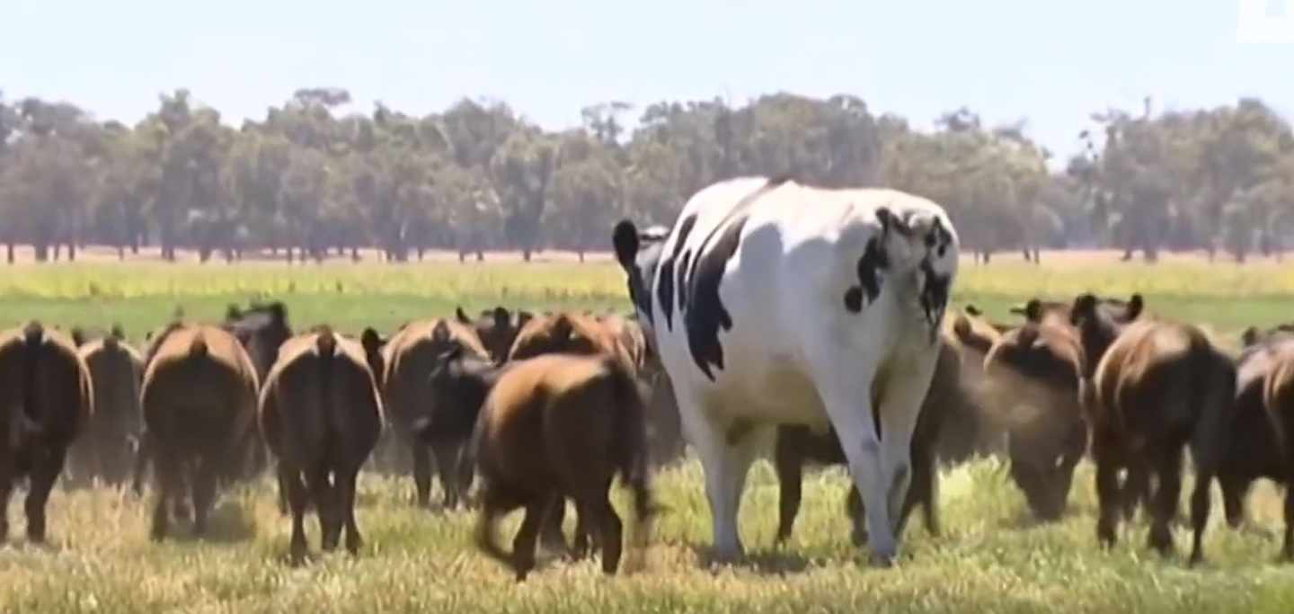 cuanto viven las vacas
