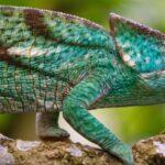 cuanto-viven-los-camaleones