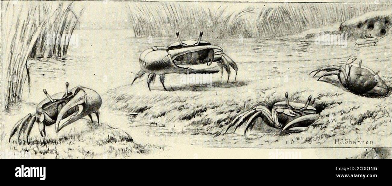 Blog 4 cuanto viven los cangrejos ermitanos