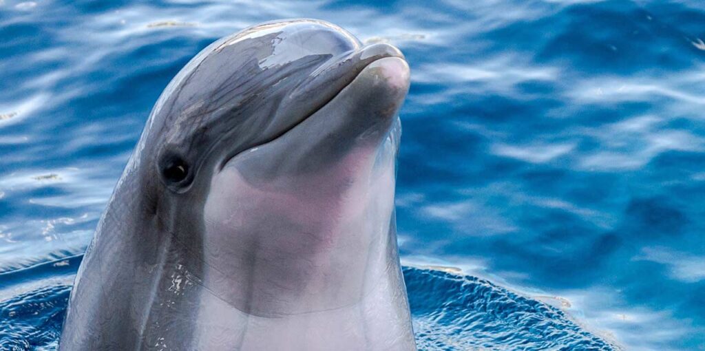 cuanto viven los delfines