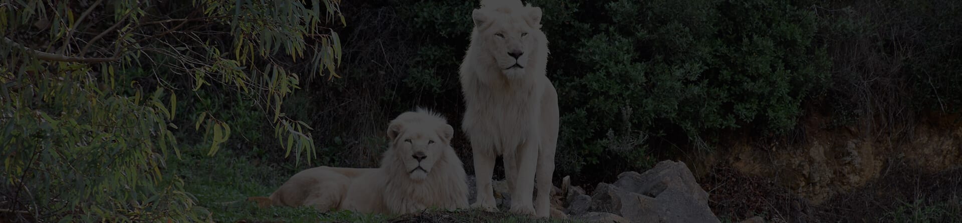Blog 2 cuanto viven los leones blancos