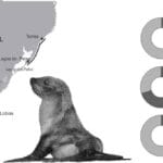 cuanto-viven-los-lobos-marinos