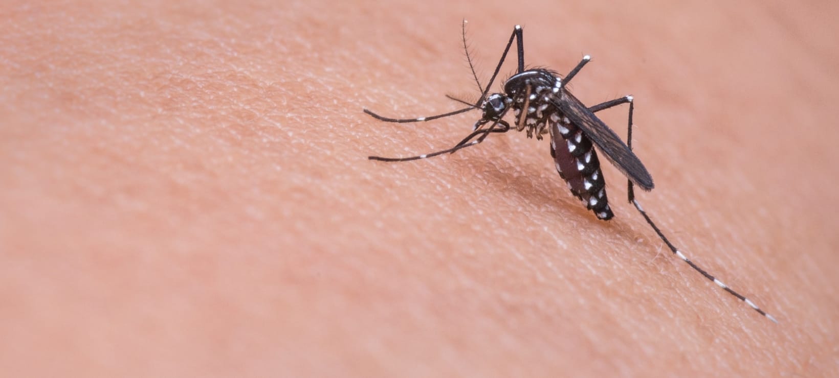 cuanto viven los mosquitos
