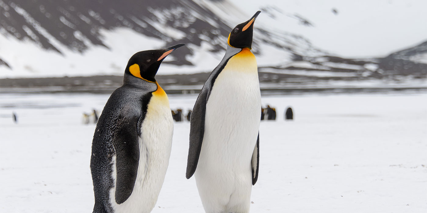 cuanto viven los pinguinos