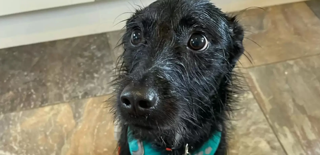 cuanto viven los schnauzer