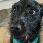 cuanto-viven-los-schnauzer