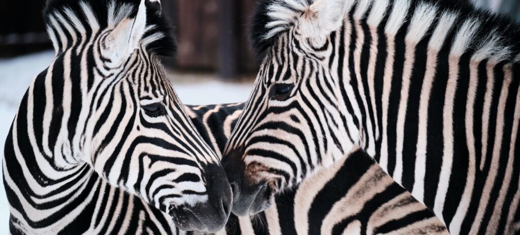 cuantos animales ves respuesta