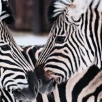 cuantos-animales-ves-respuesta