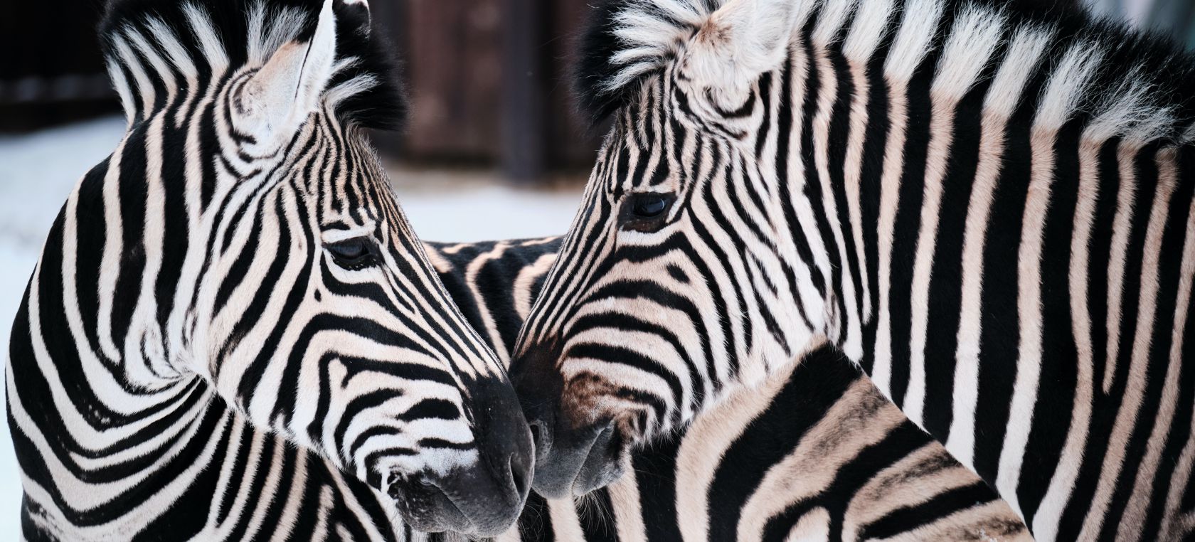 cuantos animales ves respuesta