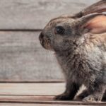cuantos-anos-dura-un-conejo