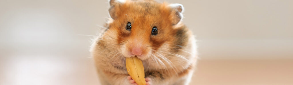 cuantos anos duran los hamsters