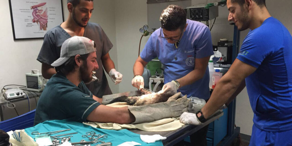 ¿Cuántos años son de veterinaria? 2 cuantos anos son de veterinaria