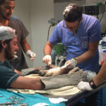 cuantos-anos-son-de-veterinaria